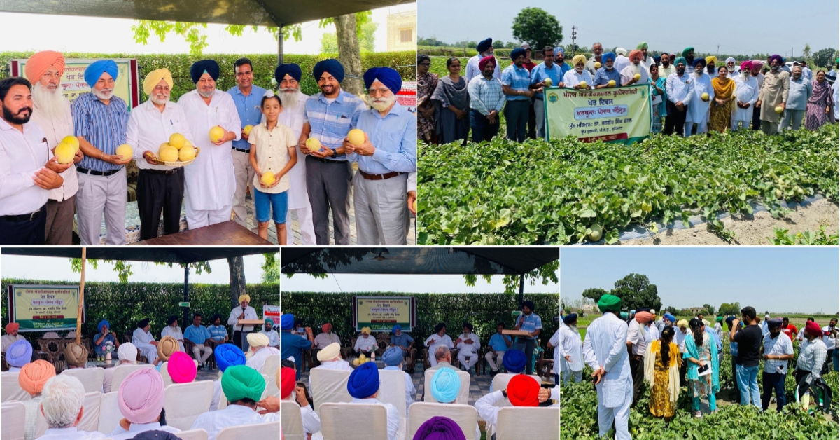 PAU’s MUSKMELON VARIETY ‘PUNJAB AMRIT’ WINS HEARTS AND HARVESTS