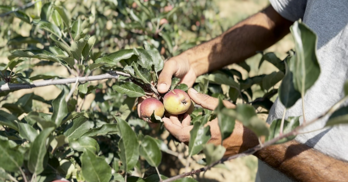 Apple crisis,Himachal horticulture, Uttarakhand apples, Heavy rains impact, Farmer losses, Apple News