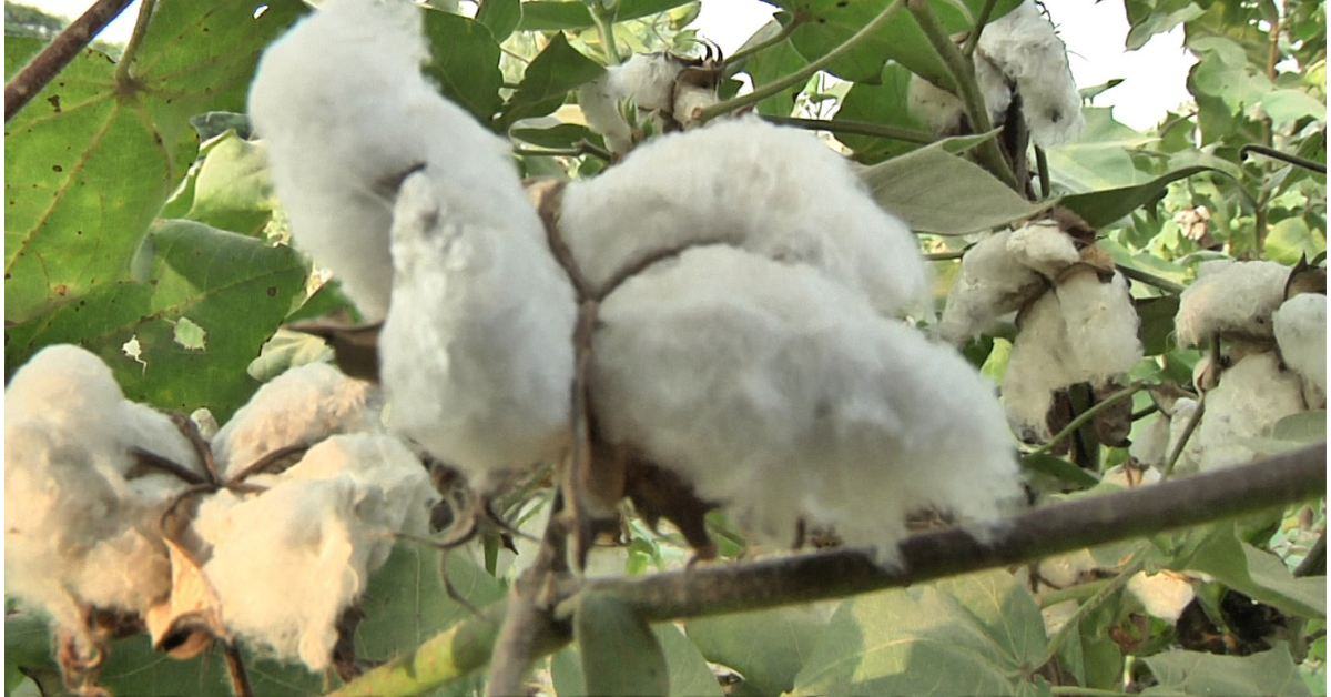 India Cotton Farmers, Import Duty, Agriculture Crisis, American Cotton, Punjab Farmers, MSP, Organic Farming, Swadeshi Movement, GMO Cotton, Farmer Protest