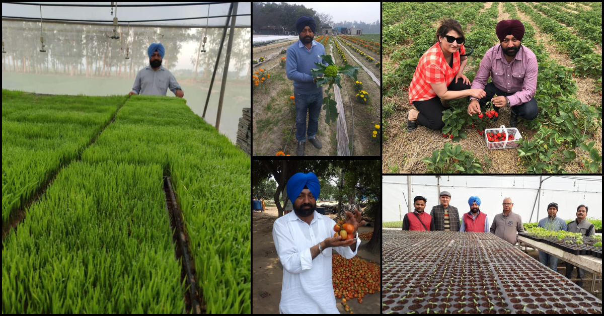 Agriculture, Success Story, Vegetable Nursery, Smart Farming, Haryana, Kurukshetra, Harbir Singh Toor, Organic Farming, Agribusiness, Innovation in Irrigation Hashtags #Agriculture #FarmingSuccess #HaryanaFarmer #VegetableNursery #HarbirSinghToor #AgriTech #IndianFarmers #Inspiration