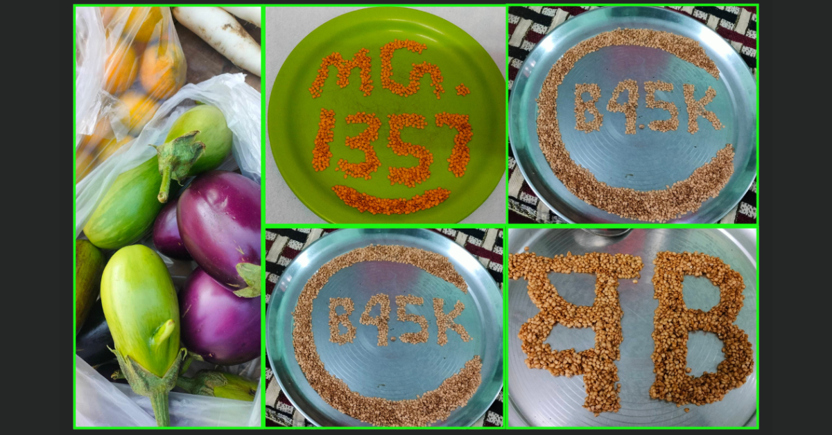 Traditional seeds Punjab, Desi seeds, PAU recommended seeds, Natural farming Punjab, Organic brinjal varieties, Seed sovereignty India.