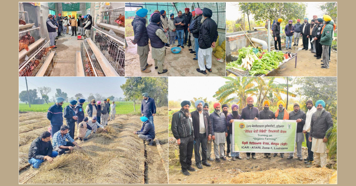 Organic farming Punjab, KVK Sangrur training, Vermicompost preparation, PAU Ludhiana, Sustainable agriculture Punjab, Integrated farming model, Natural farming tips. ਜੈਵਿਕ ਖੇਤੀ ਪੰਜਾਬ, ਕੇਵੀਕੇ ਸੰਗਰੂਰ, ਗੰਡੋਆ ਖਾਦ, ਕੁਦਰਤੀ ਖੇਤੀ, ਪੀ.ਏ.ਯੂ. ਲੁਧਿਆਣਾ, ਕਿਸਾਨ ਸਿਖਲਾਈ ਕੈਂਪ, ਵਰਮੀਕੰਪੋਸਟ।