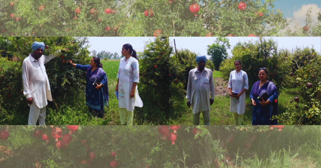 Pomegranate cultivation in Punjab, Pomegranate farming profit per acre, Karamjit Singh farmer, Fatehgarh Sahib horticulture, Diversification in Punjab agriculture, Best fruit crop for Punjab.