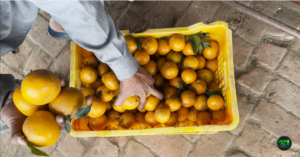 ਭਾਰਤ ਦੀ ਨਜ਼ਰ ਯੂਰਪ ਦੇ $60 ਬਿਲੀਅਨ ਆਰਗੈਨਿਕ ਬਾਜ਼ਾਰ ‘ਤੇ; ਕਿਸਾਨਾਂ ਲਈ ਵੱਡੀ ਖ਼ਬਰ