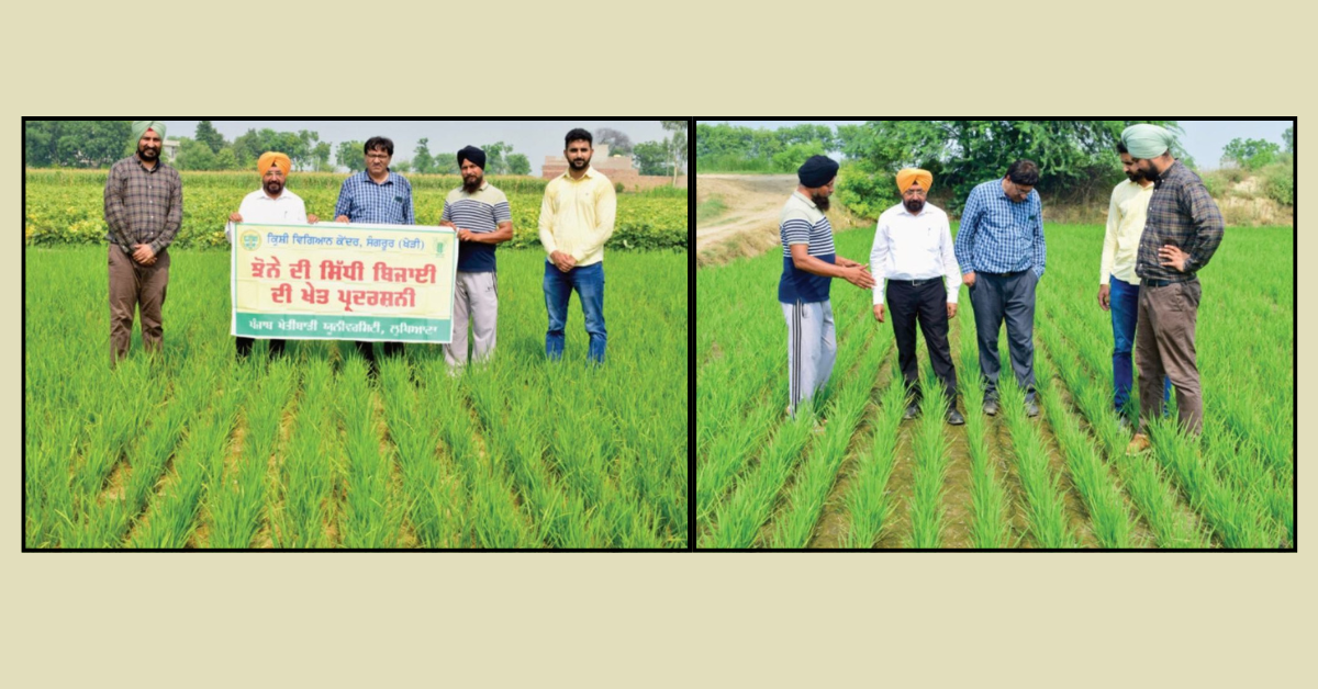 Organic farming Punjab, Direct Seeded Rice (DSR), Crop residue management, Sukhtar Singh Sangrur, Sustainable agriculture, PAU recommendations, Diversified farming, ਜੈਵਿਕ ਖੇਤੀ, ਝੋਨੇ ਦੀ ਸਿੱਧੀ ਬਿਜਾਈ, ਪਰਾਲੀ ਦਾ ਪ੍ਰਬੰਧਨ, ਸੁਖਤਾਰ ਸਿੰਘ ਸੰਗਤਪੁਰਾ, ਪੰਜਾਬ ਦੇ ਸਫਲ ਕਿਸਾਨ, ਖੇਤੀ ਵਿਗਿਆਨ ਕੇਂਦਰ ਸੰਗਰੂਰ।
