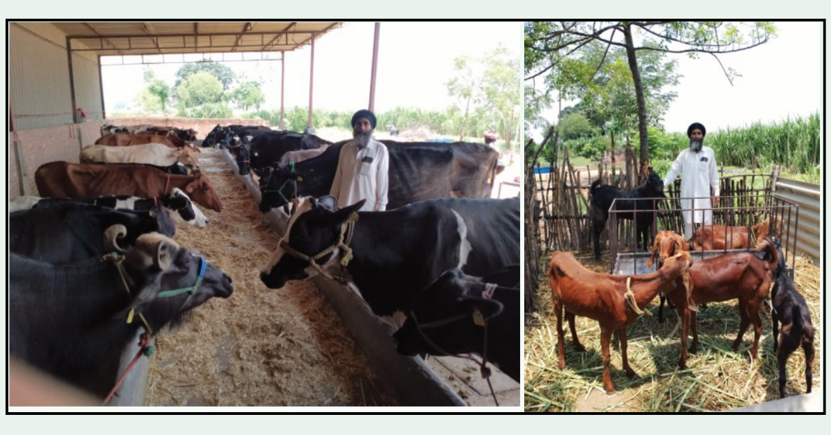 Integrated Farming, Dairy Farming Punjab, Goat Farming, Poultry Farming, Success Story Farmers, PAU Ludhiana, KVK Gurdaspur, Agricultural Subsidies, Organic Farming., ਸਹਾਇਕ ਧੰਦੇ, ਡੇਅਰੀ ਫਾਰਮਿੰਗ, ਬੱਕਰੀ ਪਾਲਣ, ਮੁਰਗੀ ਪਾਲਣ, ਪੰਜਾਬੀ ਕਿਸਾਨ ਦੀ ਸਫ਼ਲਤਾ, ਖੇਤੀਬਾੜੀ, ਗੁਰਦਾਸਪੁਰ ਖੇਤੀ, ਪੰਜਾਬ ਖੇਤੀਬਾੜੀ ਯੂਨੀਵਰਸਿਟੀ।