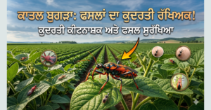 ਕੁਦਰਤੀ ਕੀਟਨਾਸ਼ਕ – ਕਾਤਲ ਬੁਗੜਾ (Assassin Bug)