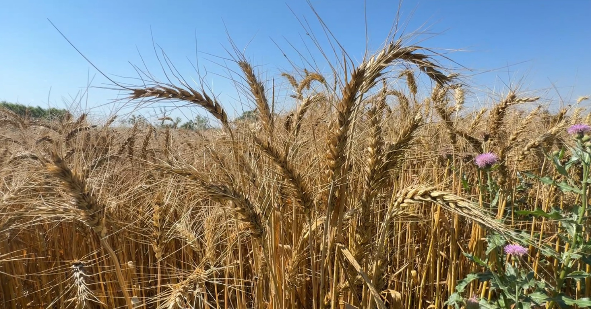 Nihang Singh, Organic Farming, Punjab Agriculture, Pure Langar, Pesticide Free, Sustainable Farming, Sikh Heritage, Eco-friendly Farming. ਨਿਹੰਗ ਸਿੰਘ, ਕੁਦਰਤੀ ਖੇਤੀ, ਪੰਜਾਬ ਖੇਤੀਬਾੜੀ, ਪਵਿੱਤਰ ਲੰਗਰ, ਆਰਗੈਨਿਕ ਖੇਤੀ, ਸਿੱਖ ਵਿਰਾਸਤ, ਬਿਨਾਂ ਕੀਟਨਾਸ਼ਕ ਖੇਤੀ, ਅੰਮ੍ਰਿਤਸਰ।