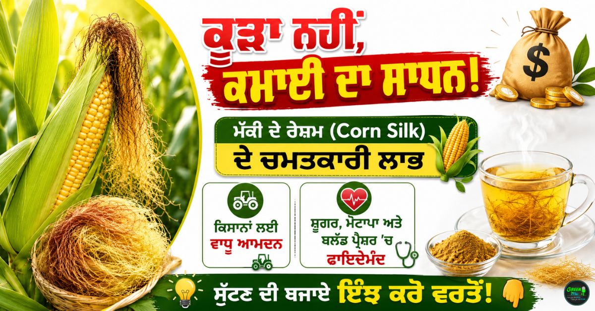 ਮੱਕੀ ਦੇ ਰੇਸ਼ਮ ਦੇ ਫਾਇਦੇ (Benefits of Corn Silk)