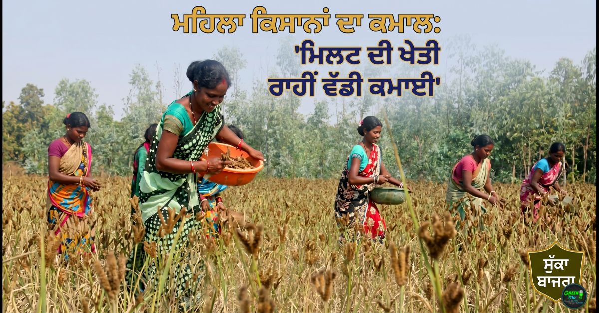 ਮਿਲਟ ਦੀ ਖੇਤੀ (Millet Cultivation)