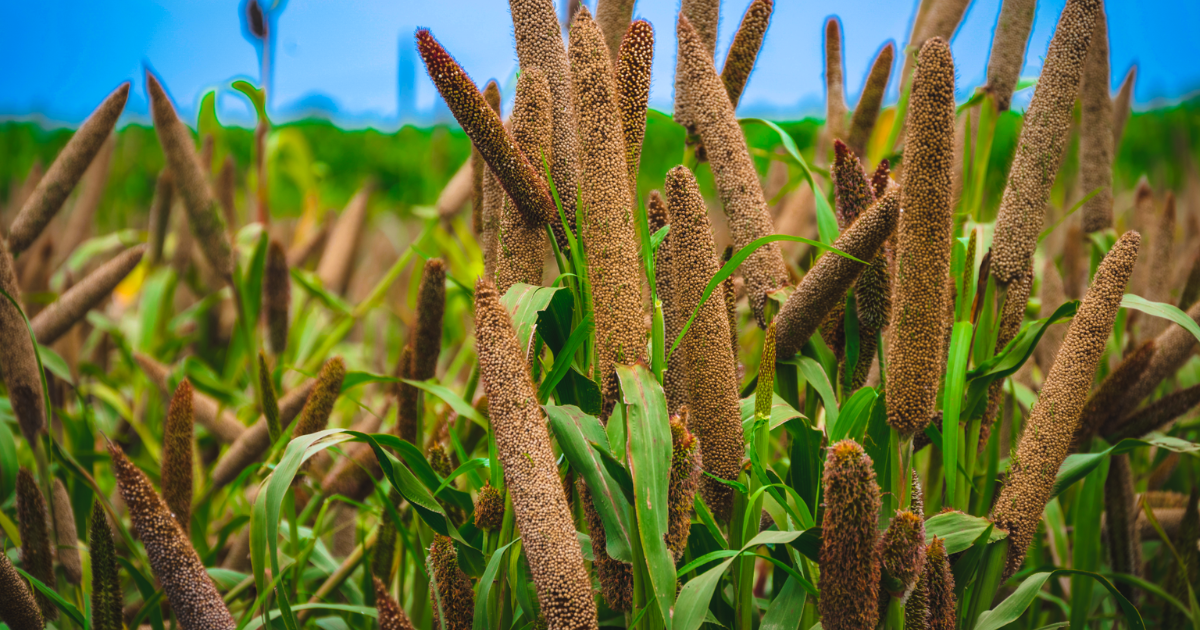 ਬਾਜਰੇ ਦੀ ਕਾਸ਼ਤ: ਉੱਨਤ ਕਿਸਮਾਂ (PCB 167) ਅਤੇ ਬਿਜਾਈ ਦੇ ਆਧੁਨਿਕ ਢੰਗ