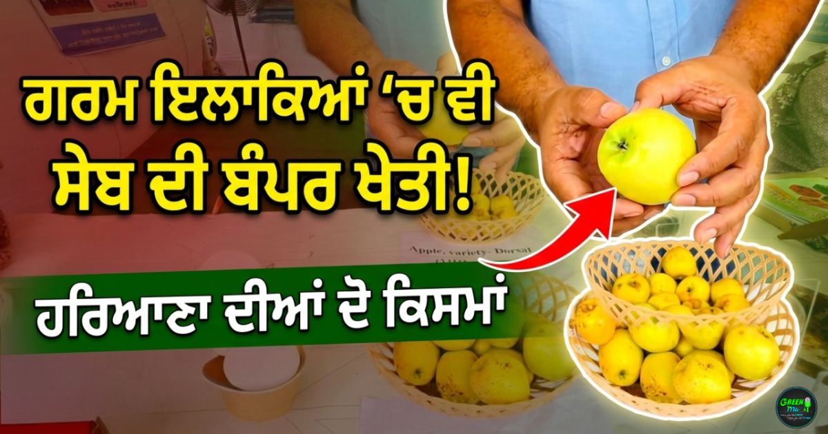 ਹਰਿਆਣਾ ਵਿੱਚ ਸੇਬ ਦੀ ਖੇਤੀ (Haryana vich seb di kheti)