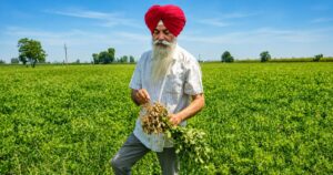 ਕਪੂਰਥਲਾ ਦੇ ਸੇਵਾਮੁਕਤ ਅਧਿਆਪਕ ਨੇ ਪੇਸ਼ ਕੀਤੀ ਮਿਸਾਲ: ਪਾਣੀ ਬਚਾਉਣ ਲਈ ਮੱਕੀ ਦੀ ਥਾਂ ਮੂੰਗਫਲੀ ਦੀ ਖੇਤੀ ਵੱਲ ਮੋੜੇ ਕਿਸਾਨ