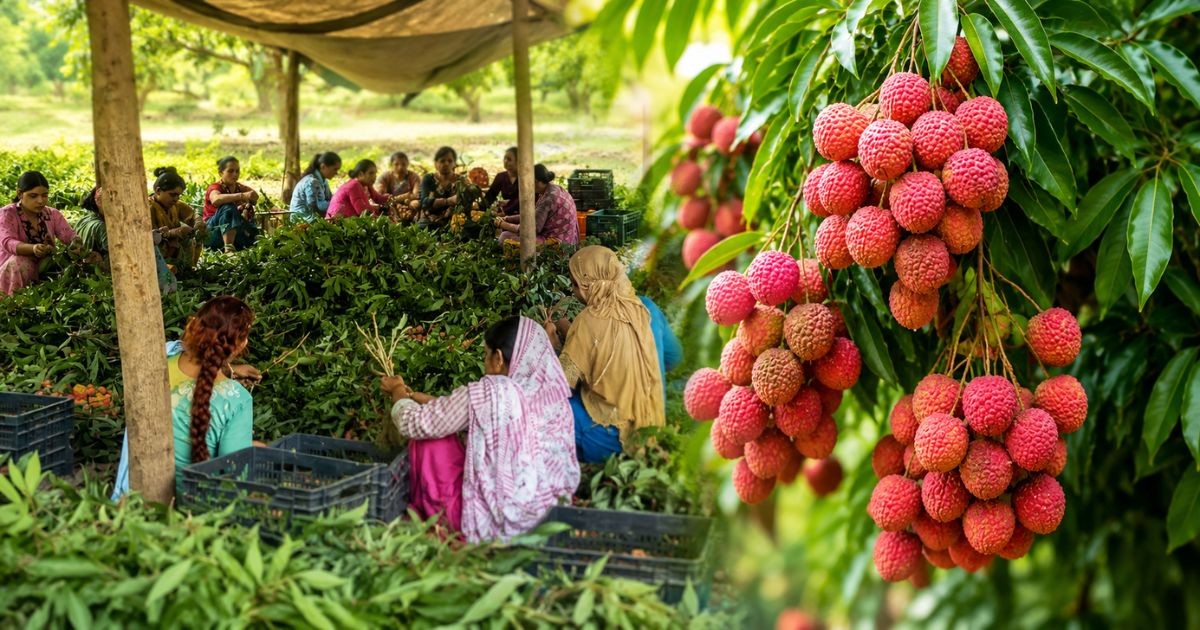 ਪਠਾਨਕੋਟ ਦੀ ਲੀਚੀ ਨਿਰਯਾਤ(Pathankot Lychee Export)