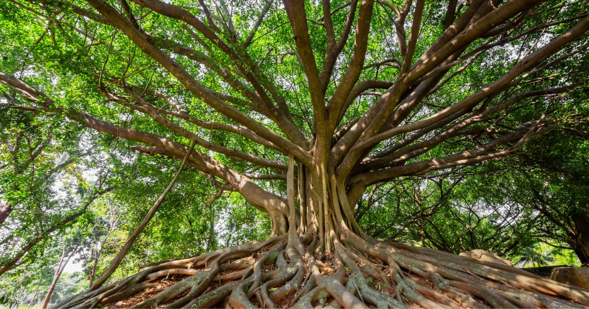 ਬੋਹੜ ਦੇ ਰੁੱਖ ਹੇਠਲੀ ਮਿੱਟੀ ਦੇ ਫਾਇਦੇ-Banyan Tree Soil Benefits for Organic Farming
