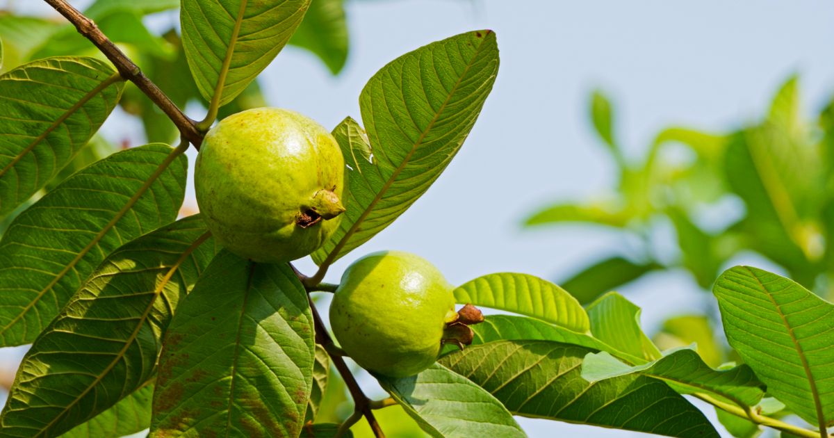 Guava Health Benefits: Why Guava is More Nutritious Than Apple | PAU