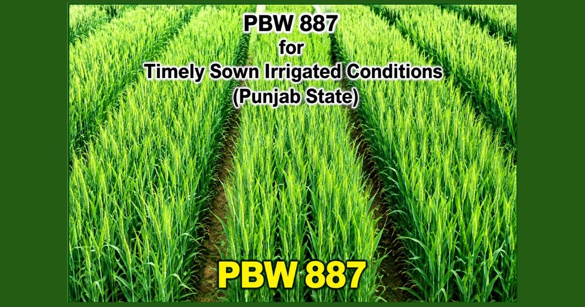 PBW 887 new wheat variety-PBW 887 ਕਣਕ ਦੀ ਨਵੀਂ ਕਿਸਮ
