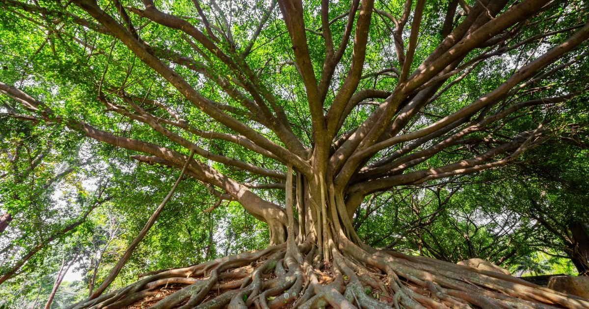 ਪੰਜਾਬ ਪ੍ਰੋਟੈਕਸ਼ਨ ਆਫ਼ ਟ੍ਰੀਜ਼ ਬਿੱਲ-Punjab Protection of Trees Bill