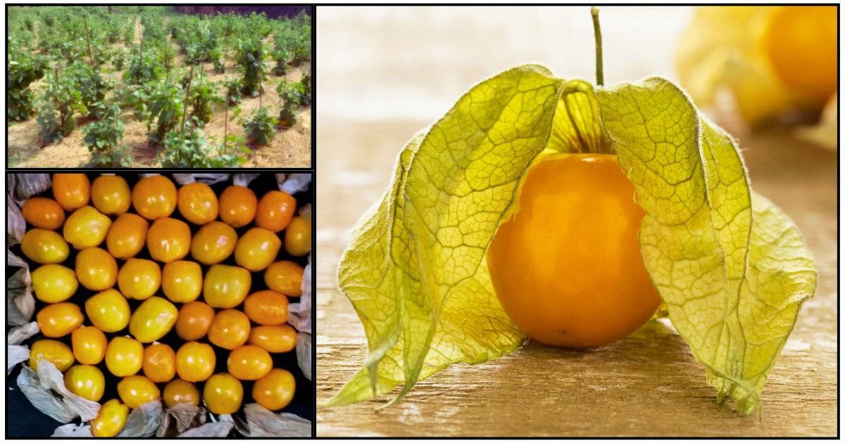 Rasbhari cultivation in Punjab