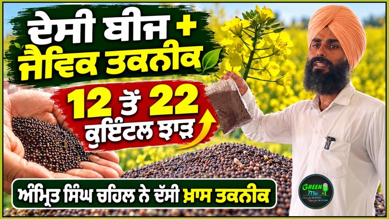 ਜੈਵਿਕ ਸਰੋਂ ਦਾ Record ਝਾੜ ਕਿਵੇਂ ਲਈਏ? 12 ਤੋਂ 22 ਕੁਇੰਟਲ ਪ੍ਰਤੀ ਏਕੜ