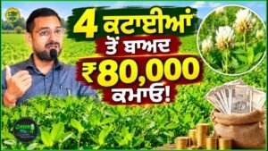ਬਰਸੀਮ ਦੇ ਬੀਜ ਤੋਂ ₹80,000 ਤੱਕ ਕਮਾਈ! | ਪੰਜਾਬ ਦੇ ਕਿਸਾਨਾਂ ਲਈ ਸੁਨਹਿਰੀ ਮੌਕਾ