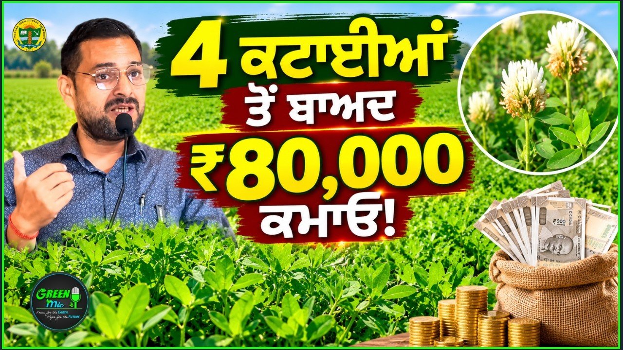 ਬਰਸੀਮ ਦੇ ਬੀਜ ਤੋਂ ₹80,000 ਤੱਕ ਕਮਾਈ! | ਪੰਜਾਬ ਦੇ ਕਿਸਾਨਾਂ ਲਈ ਸੁਨਹਿਰੀ ਮੌਕਾ