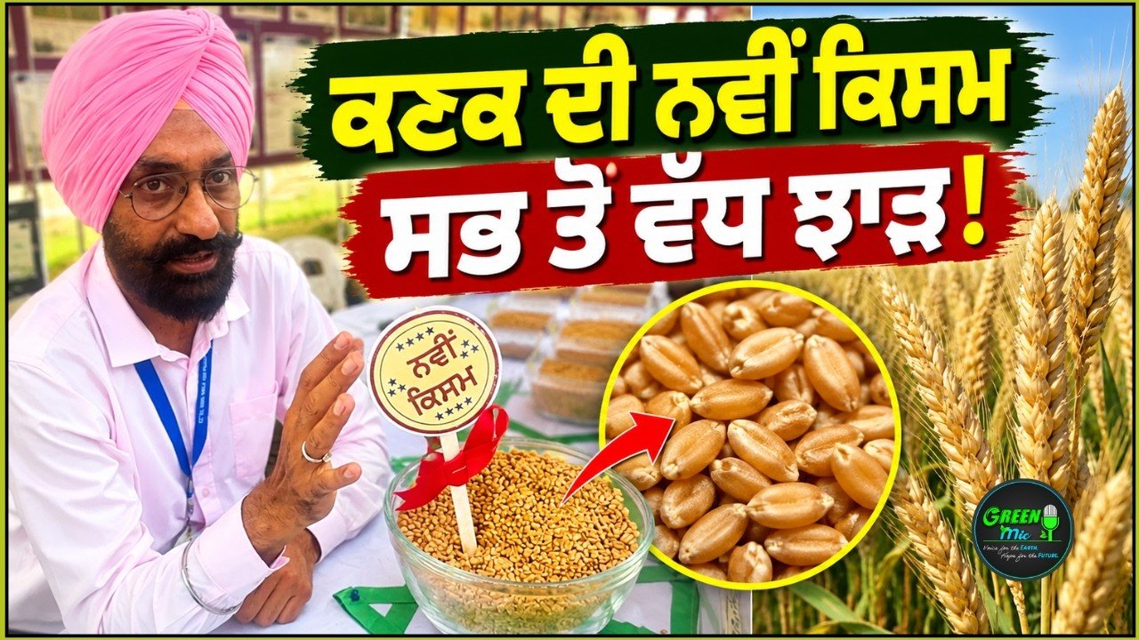 PAU New Wheat PBW 887: ਕਣਕ ਦੀ ਨਵੀਂ ਕਿਸਮ ਦਾ ਸਭ ਤੋਂ ਵੱਧ ਝਾੜ