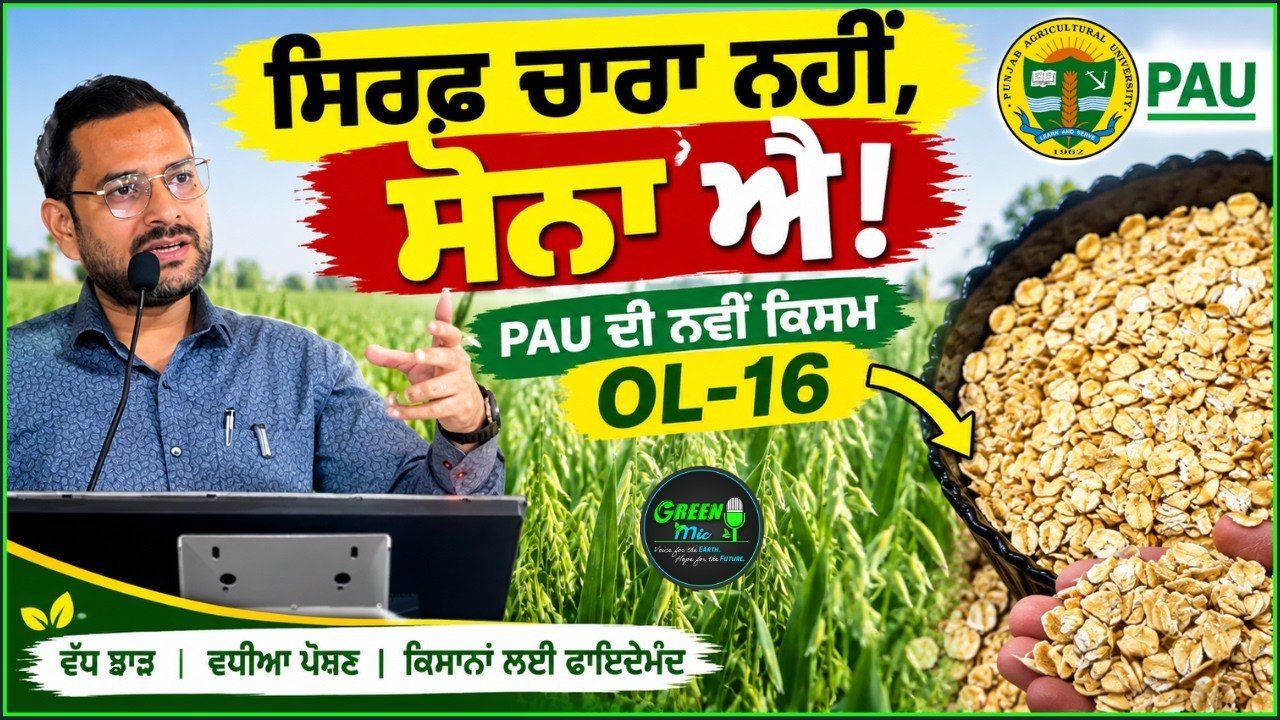 ਜਵੀ (Oats): ਚਾਰੇ ਤੋਂ ਸੁਪਰਫੂਡ ਤੱਕ | PAU OL-16