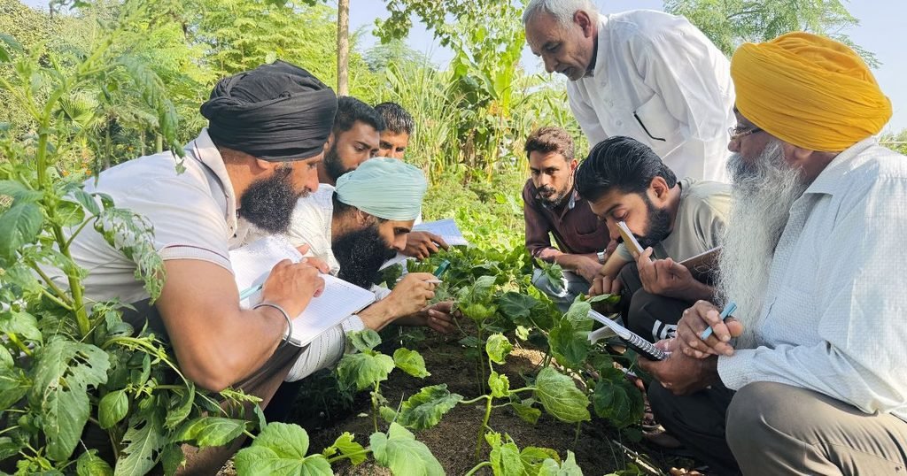 ਟ੍ਰੇਨਿੰਗ ਦੌਰਾਨ ਕੀਟਾਂ ਦੀ ਪਛਾਣ ਕਰਦੇ ਹੋਏ ਨੌਜਵਾਨ ਕਿਸਾਨ, ਵਾਹਿਗੁਰੂਪੁਰਾ ਫ਼ਾਰਮ ਬਰਨਾਲਾ