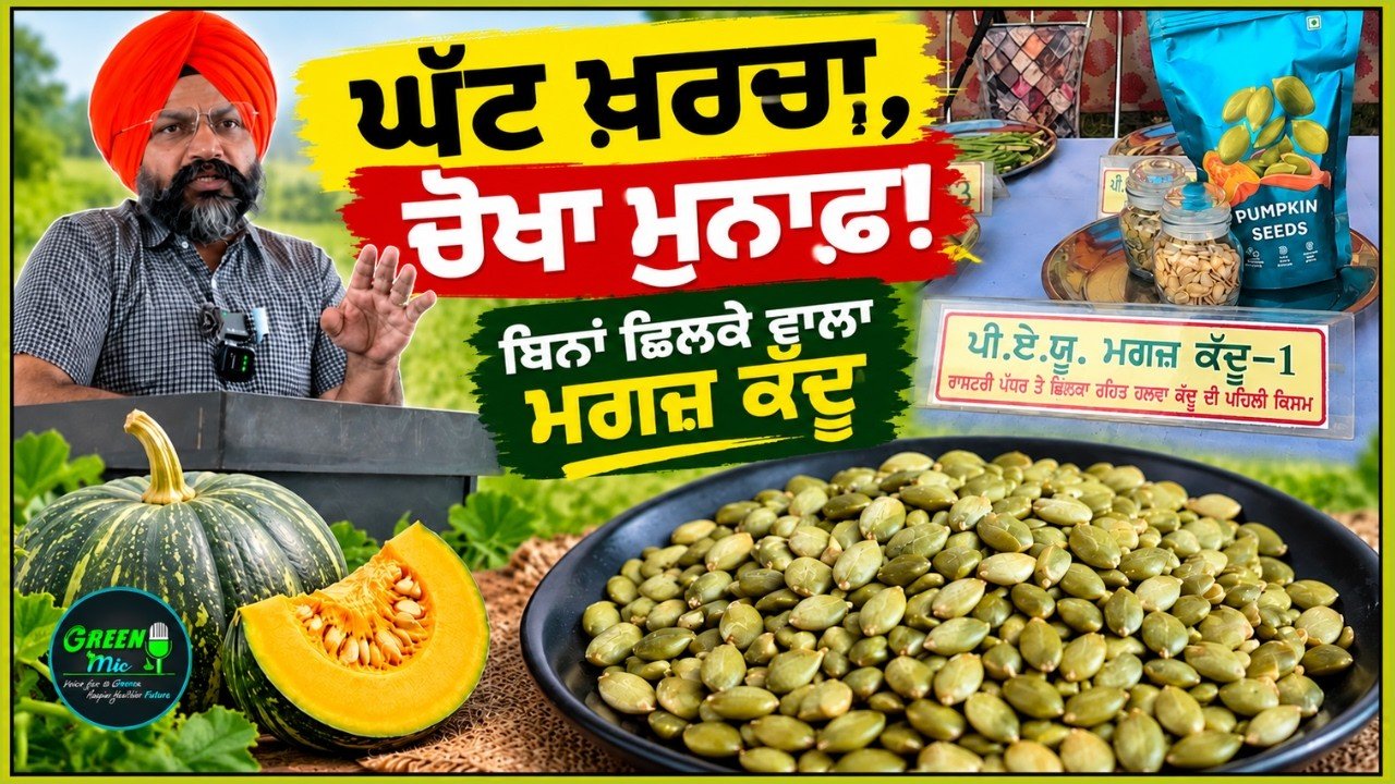 Pumpkin Seed Farming: ਮਗਜ਼ ਕੱਦੂ ਦੀ ਜੈਵਿਕ ਖੇਤੀ, ਚੋਖੀ ਕਮਾਈ!